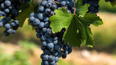Cabernet Sauvignon: informe de variedad en Argentina