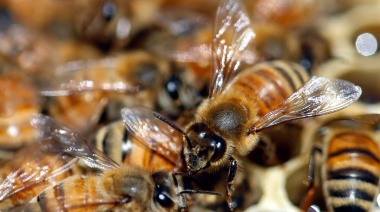 Enjambres de abejas en la vía pública o domicilios: ¿Qué hacer?