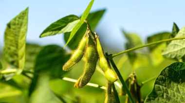Argentina y Brasil apuntan a una mayor producción de soja