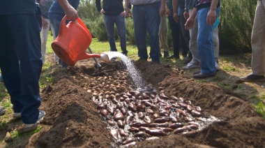 Productores locales recuperan el cultivo de batata en Bragado