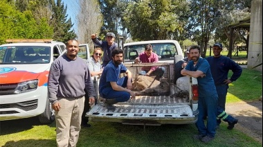 Temor en Olavarría tras captar a un puma merodeando una zona urbana