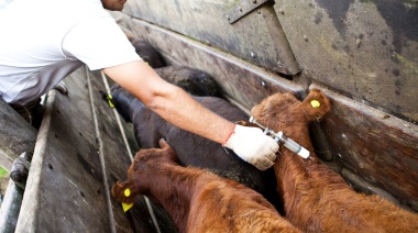 Comienza la segunda campaña anual de vacunación contra la fiebre aftosa