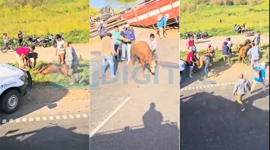 Vecinos faenaron a las vacas en la ruta tras el vuelco de un camión jaula en San Pedro