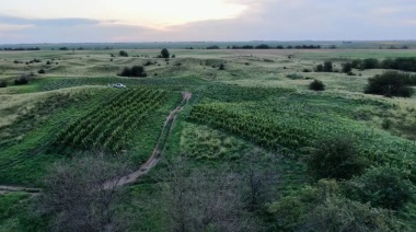 Entre pasto llorón y planicies, un viñedo pionero en en el sur bonaerense