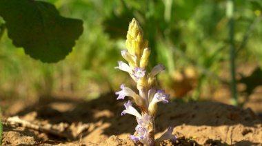 Alerta fitosanitaria nacional para prevenir plaga que afecta al girasol