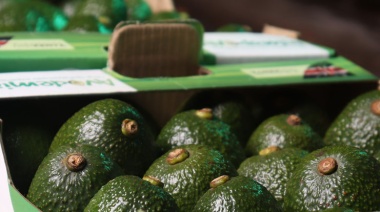 ¿Fin de la venta ambulante?: establecen documento obligatorio para el traslado de palta