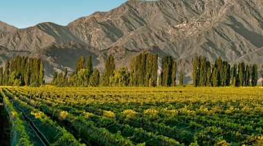Vino orgánico, tendencia creciente que sacude al mercado de la uva