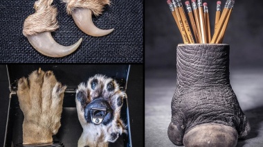 Buscan prohibir la importación de trofeos de caza: Argentina está en un lamentable podio latinoamericano