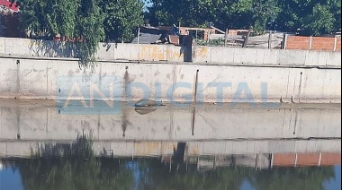 Apareció un elefante marino en un arroyo de la ciudad de La Plata
