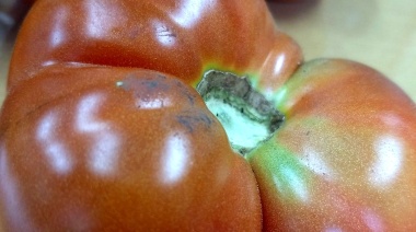 ¿Producción platense en riesgo?: inquietud por la posible importación de tomates
