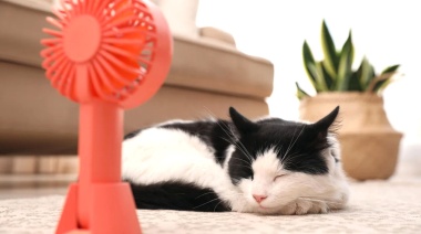 Cómo cuidar a nuestros gatos de las altas temperaturas