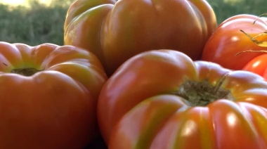 Cuenta regresiva para la Fiesta del Tomate Platense