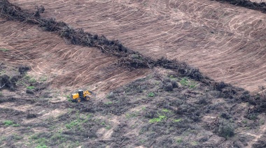 Alarmante crecimiento de la deforestación en el norte argentino