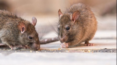 Confirman cinco casos de hantavirus y un fallecido en PBA