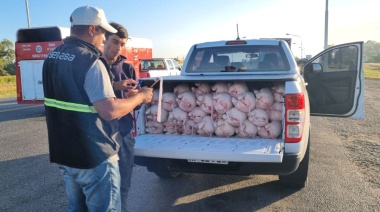 Cañuelas: decomisaron 56 lechones transportados en la caja de una camioneta y sin cadena de frío