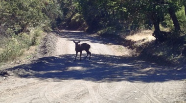 Avistaron a un huemul en el Parque Nacional Lanín después de casi 30 años