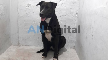Mar del Plata: Detuvieron a una mujer que tenía sexo en la calle con su perro