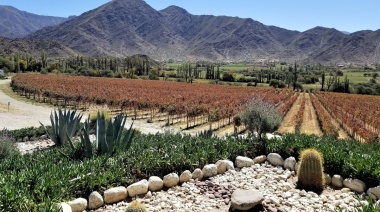 Hito para la vitivinicultura salteña: del Valle Calchaquí, al podio mundial