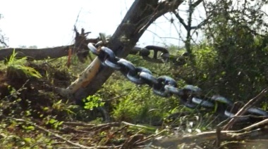 Corrupción y vandalismo comprometen la protección de los bosques