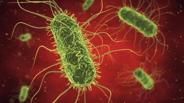 Entre pozos de agua contaminados y verduras mal lavadas: riesgo latente de fiebre tifoidea