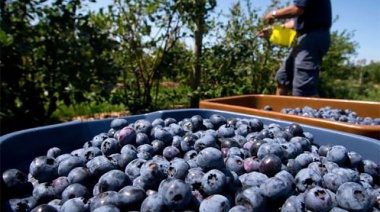 Las exportaciones de arándanos crecieron este año el 60 %