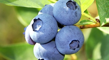 Mejoran las condiciones del ingreso a Brasil de las frutas frescas argentinas