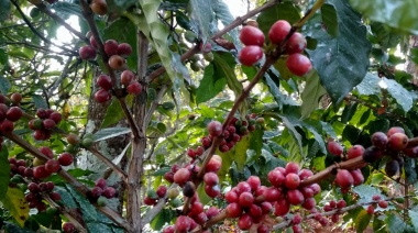 “Oportunidad histórica”: vergel de la yerba mate, Misiones también busca ser referencia en café