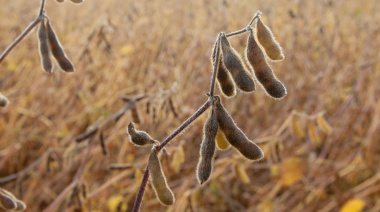 Soja en retroceso: dos millones de hectáreas fuera del mapa agrícola
