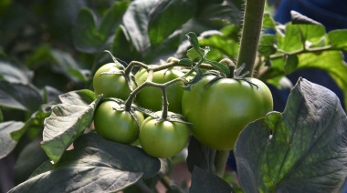 Culminó el Relevamiento Florihortícola Platense: el sector emplea a más de 6 mil personas