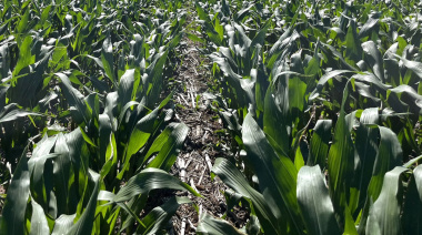 Se derrumba la inversión del agro