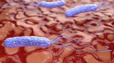 Helicobacter pylori, los riesgos de la bacteria “silenciosa”
