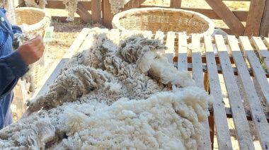 La zafra lanera creció en volumen y en valor con destino a exportación