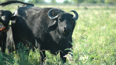Carne de búfalo: con perfil nutricional sobresaliente, suma valor a la oferta
