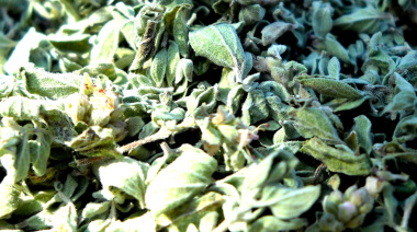 Orégano argentino, primero del mundo en obtener Identidad Geográfica