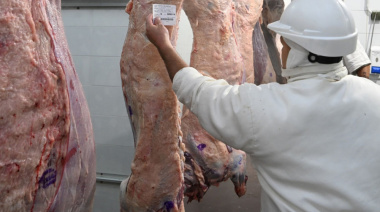 La tipificación bovina ya alcanza al 95 % de la faena nacional