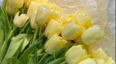 El 21 de septiembre y la moda de regalar flores amarillas en Argentina
