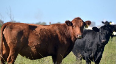 El Gobierno amplió el beneficio para la exportación de carne bovina y avícola