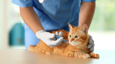 La rabia vuelve a cobrar visibilidad con casos en gatos y murciélagos