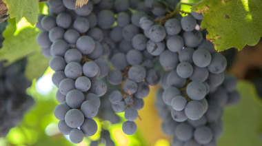“Más que preocupante” situación en la industria del vino nacional