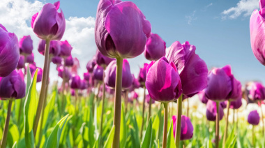 Tendencias en tulipanes: cómo crear una paleta de colores con tu ramo