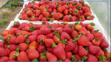 Ponderan la producción frutillera bonaerense