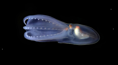 Nueva expedición en el Mar Argentino por los científicos de la UBA