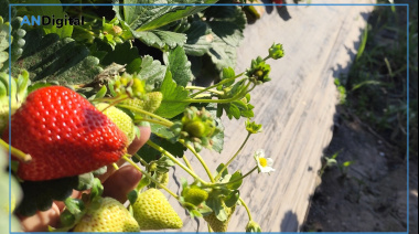 Está disponible el primer informe del Relevamiento Florihortícola Platense