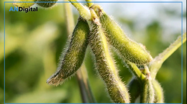 Importantes cambios en el poder de compra de la soja