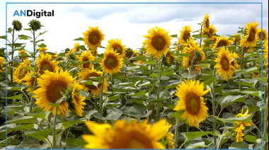 El complejo girasolero consolida su expansión con récord de molienda