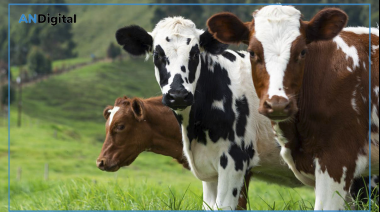 El campo estalló con la diputada de Grabois que propuso crear un impuesto a los gases de las vacas