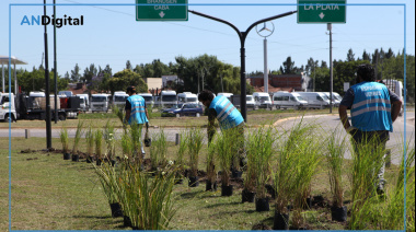 Nuevo proyecto paisajístico renovará forestación en la rambla de Avenida 44