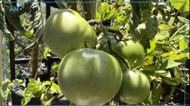 Cristina Kirchner, el “tomate peronista” y las “anteojeras ideológicas”