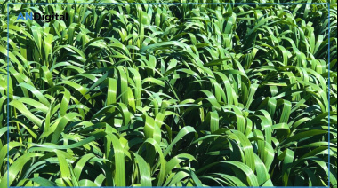 “Camila INTA”, la nueva súper avena forrajera