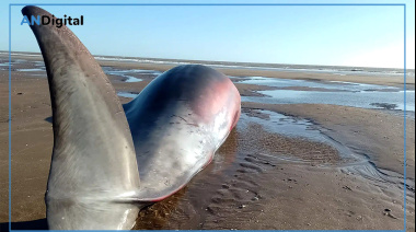 Sorpresa en San Clemente por la aparición de un exótico cetáceo